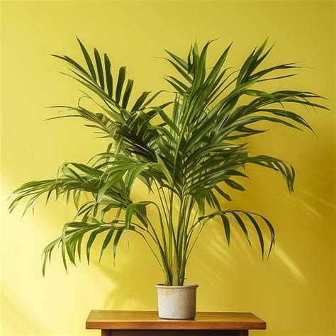 Plantes Qui Absorbent Lhumidit Dans La Salle De Bain