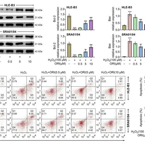 Oridonin Relieves Cell Apoptosis In Hle B And Sra Cells Induced