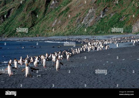 Royal Penguin (Eudyptes schlegeli) colony at beach of Sandy Bay ...