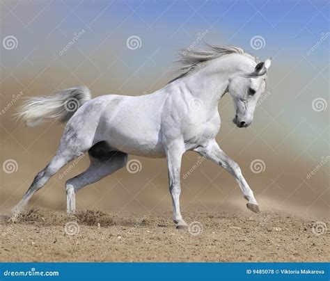 Beautiful White Arabian Horses