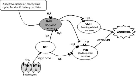 Satiety Factor Oleoylethanolamide Recruits The Brain Histaminergic