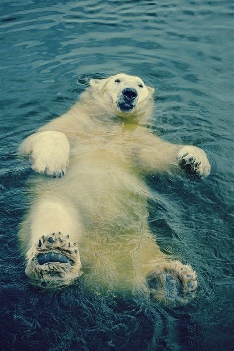 Polar Bear Swimming