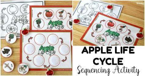 Apple Life Cycle Sequencing Activity Look We Re Learning