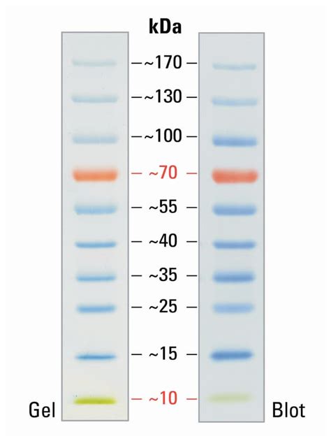 Thermo Scientific™ PageRuler™ Prestained Protein Ladder, 10 to 180 kDa: Reactivos para ...