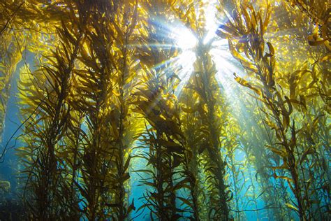 L énorme potentiel des fermes d algues en mer du Nord