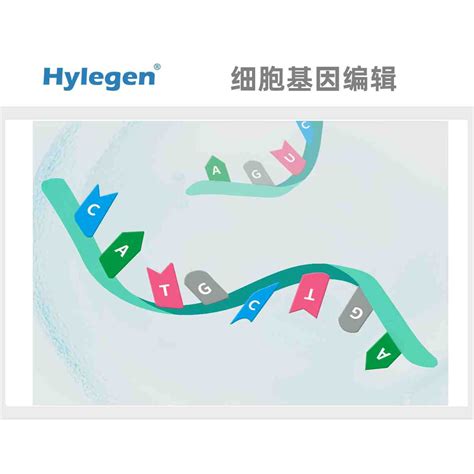 细菌转座子随机插入突变体文库构建