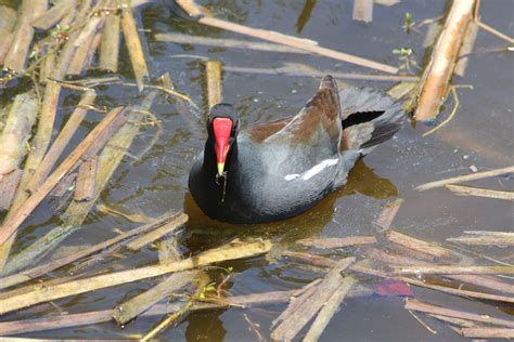 Common moorhen | Birds, Animals, Bird