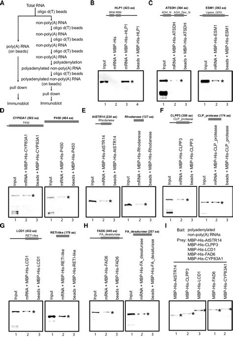 Validation of RBPs in an mRNA pull-down assay. A) Flowchart of the RNA ...