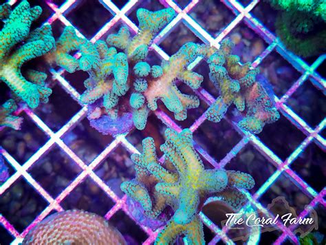 Enchanted Forest Birdsnest Coral Frags - Buy Online!