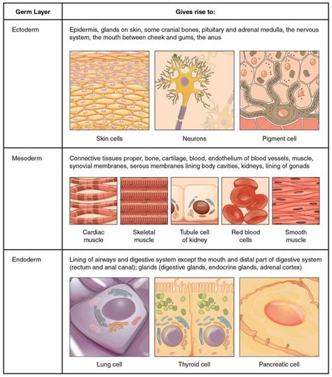 Identify The Tissues Shown