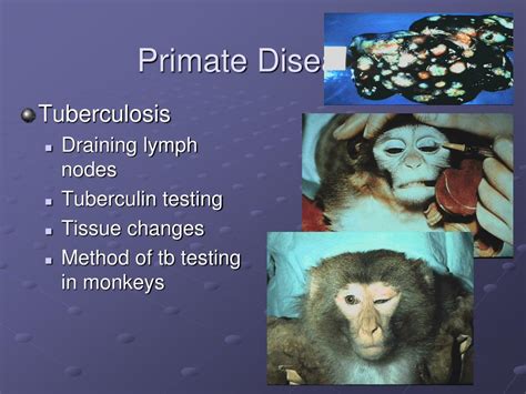 PPT - Primates in Research PowerPoint Presentation, free download - ID:1440097