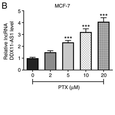 Expression Of DdX11 AS1 In PTX Resistant Breast Cancer Cell Lines A