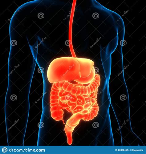 Anatomia Del Sistema Digestivo Degli Organi Interni Umani Illustrazione