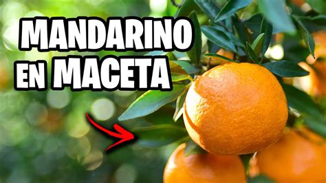 7 Recomendaciones Para Cultivar Un MANDARINO En MACETA HuertoUrbano