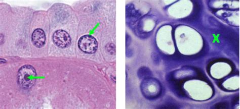 Histo Exam 1 Pictures Only Flashcards Quizlet