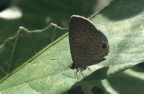 Tailless Lineblue From Tanjung Bungah Penang Island On November