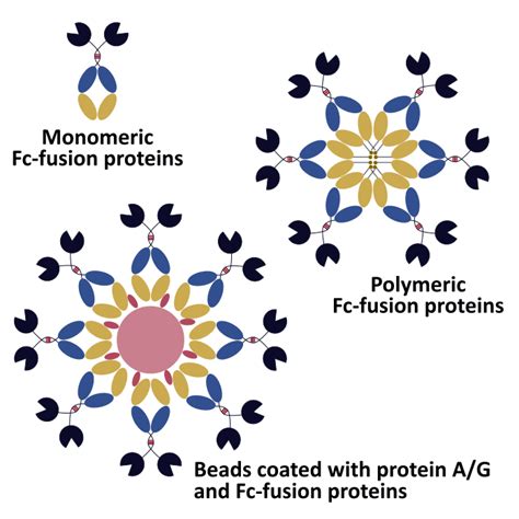 Use recombinant antibody expression to unlock the potential of Fc-proteins