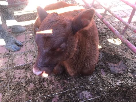 The Red Heifer In Texas Well Versed