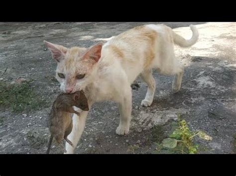 Kucing Menangkap Dan Memakan Tikus YouTube