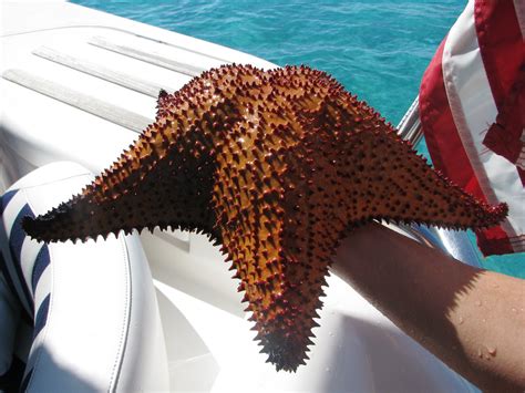 Thats A Mighty Big Starfish You Have There Grandma Flickr