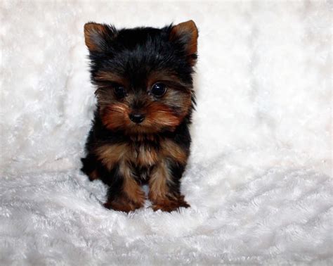 Teacup Yorkie Puppy For Sale Yorkie Breeder In California Iheartteacups