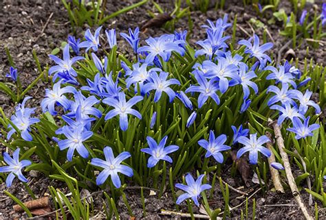 Chionodoxa Luciliae Glory Of The Snow Woodland Bulbs