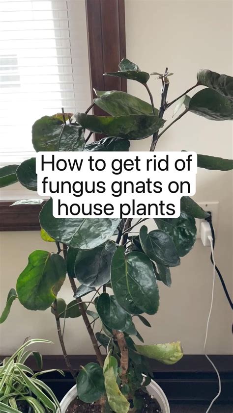 How To Get Rid Of Fungus Gnats In Plants Naturally Artofit