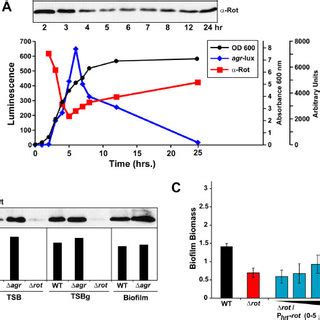 Rot is essential for S. aureus biofilm formation in CA-MRSA USA300 ...