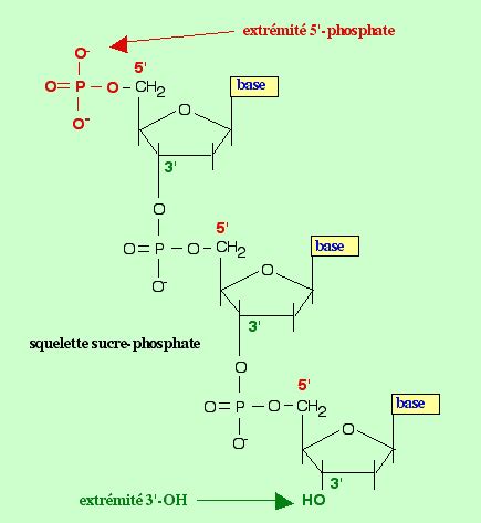 Structure Acides Nucl Iques