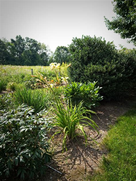 Hemerocallis Purgatory Mountain W Daylily N Flickr