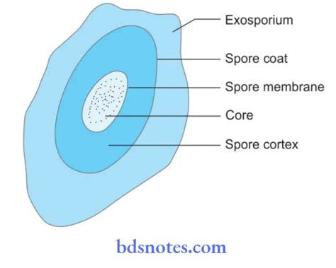 Microscopy And Morphology Of Bacteria Question And Answers - BDS Notes