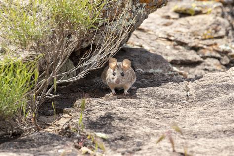 What is a Woodrat (Neotoma lepida) | Southwest Explorers