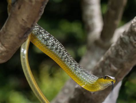 Gearing Up For Thailand Snake Field Trips Thailand Snakes