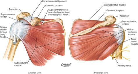 Rotator Cuff Tear Treatment In Newcastle Regain Your Strength