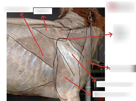 Equine Extrinsic Muscles Diagram Quizlet