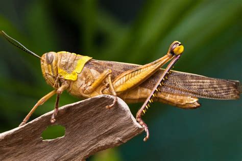 New Clues About The Feeding Habits Of Grasshoppers •