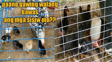 Paano Mag Alaga Ng Sisiw Iwas Sakit Native Chicken Raising YouTube