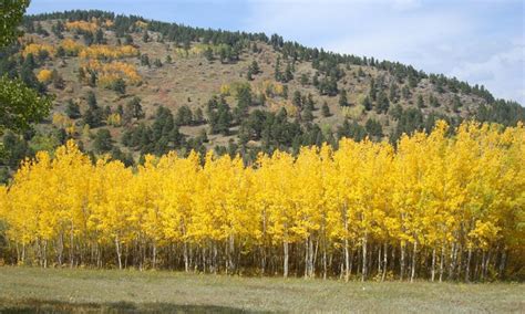 Quaking Aspen Flaming Forests Of Fall Fall Images Aspen Salt Lake