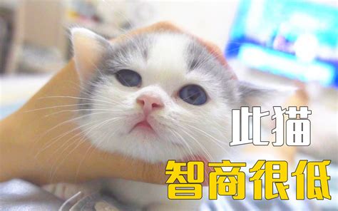 猫的智商居然还会遗传！ 萌猫宝哥哥 萌猫宝哥哥 哔哩哔哩视频