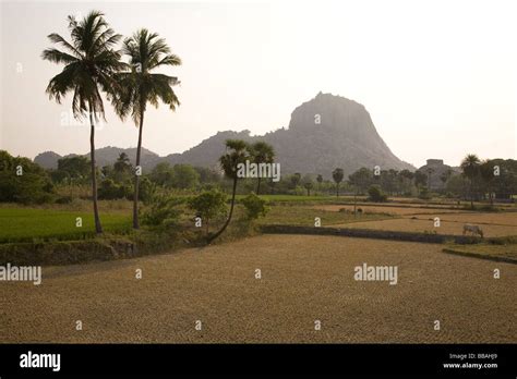 The Paddy Fields And Coconut Trees Of Southern India This Is Gingee In