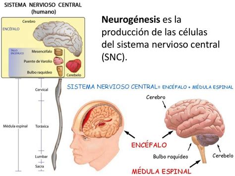 Neurogenesis