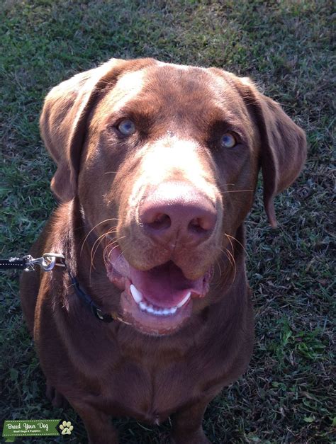 Beautiful Pure Breed Akc Chocolate Lab Stud Stud Dog In Southern