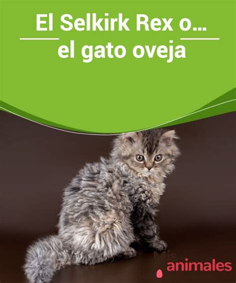 El Selkirk Rex O El Gato Oveja Es Un Caniche Es Un Corderito No