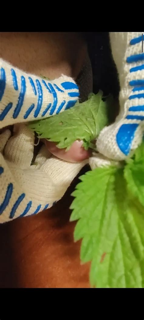 Lovely Nettle Pain 21 Nude Pics XHamster