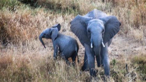 Elefant Safari Afrika Kostenloses Foto Auf Pixabay Pixabay