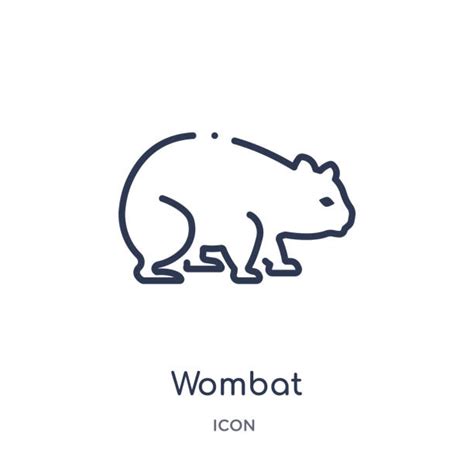 Wombat Illustrations Royalty Free Vector Graphics And Clip Art Istock