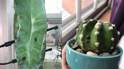 Black Spots On Cactus How To Treat Identify And Prevent Garden For Indoor