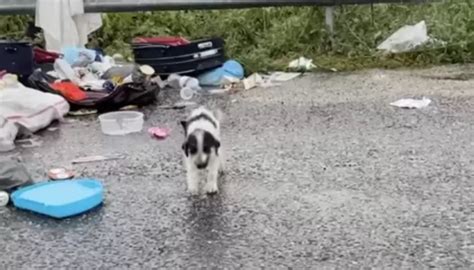 Un Chien Errant Fouille Dans Les Ordures Sous Une Pluie Battante Jusqu