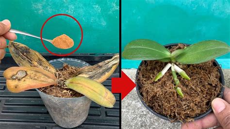 Miraculous For Making Rotten Orchids Revive Immediately YouTube