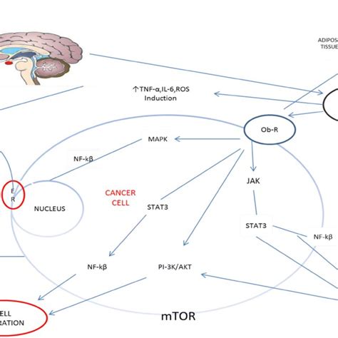 Role Of Leptin In Type Ii Emc Leptin Binds To Ob R Receptor And